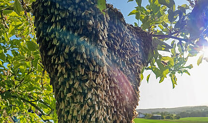 Solche Naturspektakel wie hier in Neukirchen am Brand sind derzeit &uuml;berall zu beobachten. Aktuell ist Schwarmzeit: Die alten Bienenk&ouml;nigin und ihr Volk suchen ein neues Zuhause.