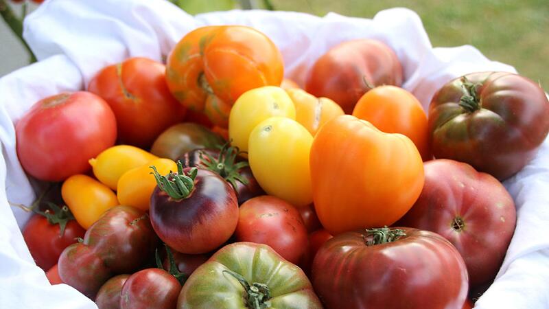 Eine sch&ouml;ner als die andere: Michaela D&ouml;rnh&ouml;fers TomatenDagmar Besand