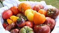 Eine schöner als die andere: Michaela Dörnhöfers TomatenDagmar Besand
