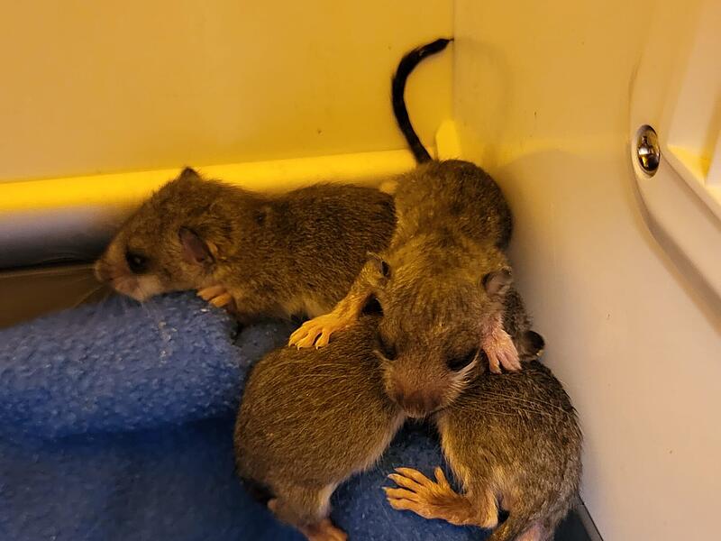 Siebenschläfer: Babys werden im Coburger Tierheim aufgezogen