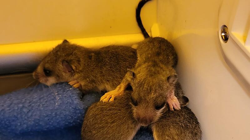 Siebenschläfer: Babys werden im Coburger Tierheim aufgezogen
