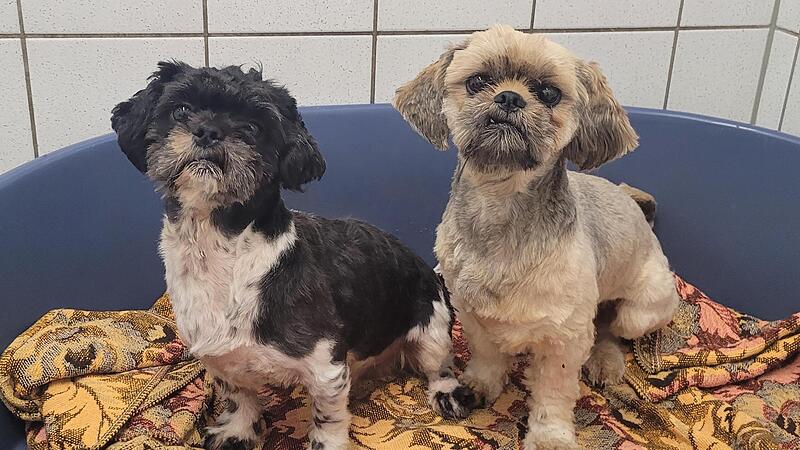 Frisch gebadet und geschoren sieht so ein Hundeleben doch gleich viel besser aus.