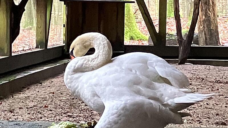 Schwan 2024_tot Schwan 2024_tot