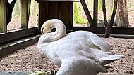 Schwan 2024_tot