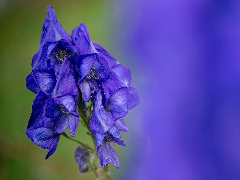 Giftige Schönheit Giftige Schönheit