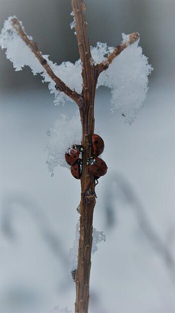Insekten in der Winterstarre Insekten in der Winterstarre