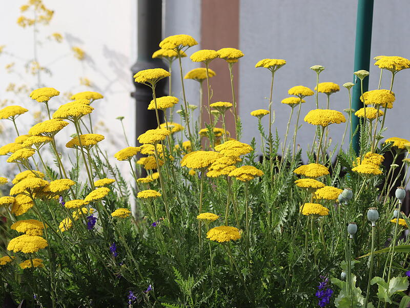Schafgarbe in voller Blüte