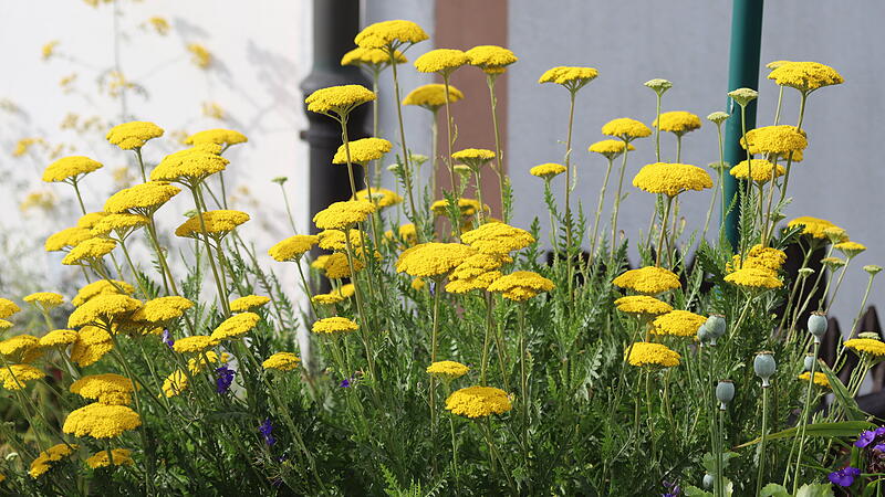 Schafgarbe in voller Blüte Schafgarbe in voller Blüte