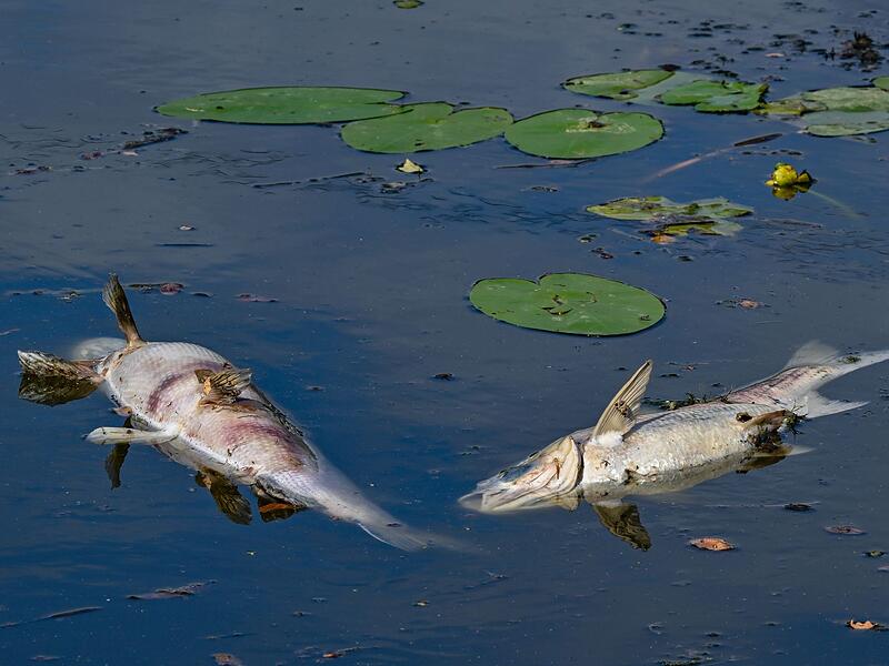 Tote Fische
