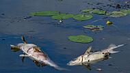 Tote Fische