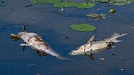 Tote Fische