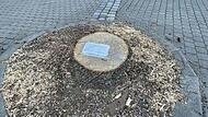 Die auf einem Baumstumpf angebrachte Traueranzeige.Forchheim & Fränkische Schweiz