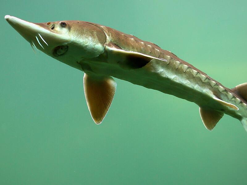 Drei Störe ließen die unbekannten Fischdiebe aus dem Teich bei Kaider mitgehen. Drei Störe ließen die unbekannten Fischdiebe aus dem Teich bei Kaider mitgehen.