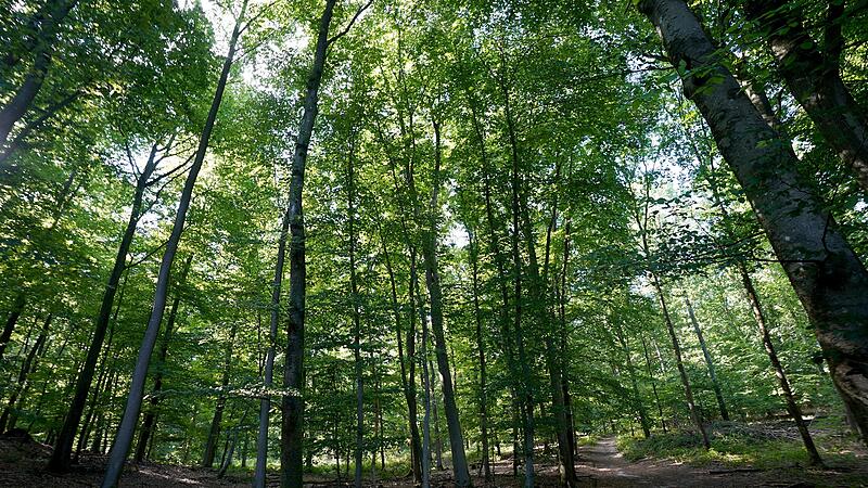 Mit einer neuen Forsteinrichtung wird der Zustand des Gemeindewaldes Oberthulba festgestellt.