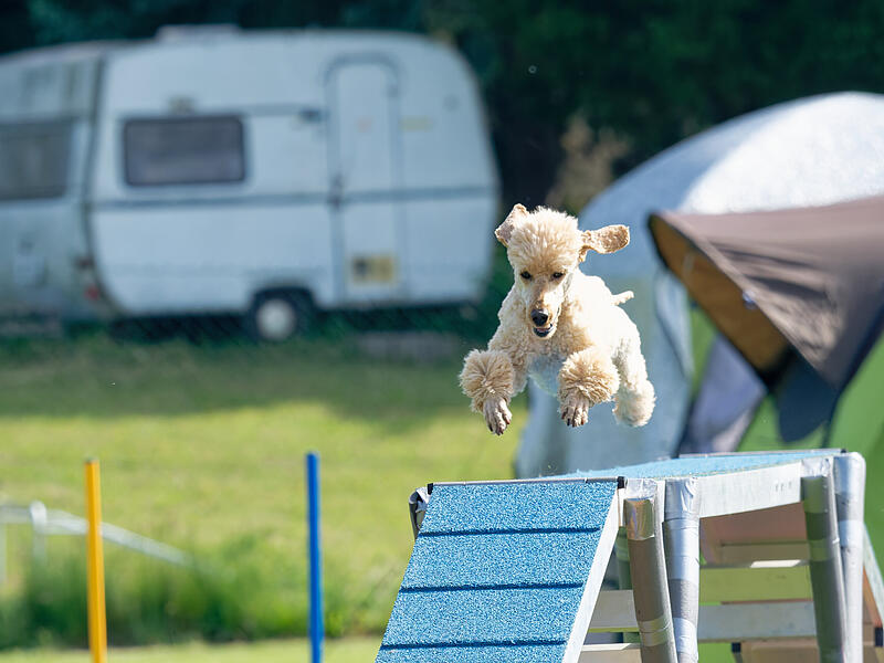Köter-Kerwa in Steppach mit Agility-TurnierSo wild war das Agility-Turnier für Hunde Köter-Kerwa in Steppach mit Agility-TurnierSo wild war das Agility-Turnier für Hunde