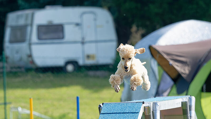 K&ouml;ter-Kerwa in Steppach mit Agility-TurnierSo wild war das Agility-Turnier f&uuml;r Hunde