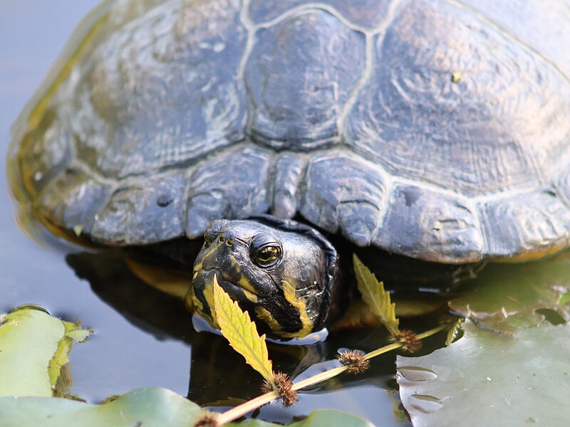 Sympathietr&auml;ger im Hainpark: Eine Schildkr&ouml;te genie&szlig;t den sonnigen September in Bamberg.