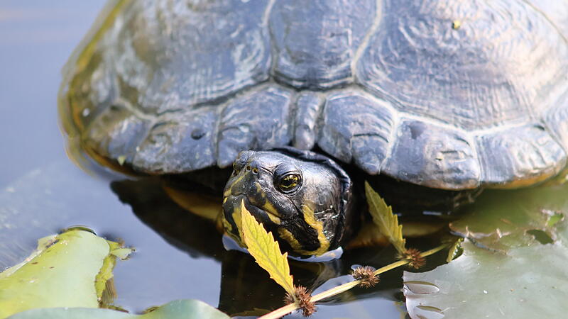 Sympathietr&auml;ger im Hainpark: Eine Schildkr&ouml;te genie&szlig;t den sonnigen September in Bamberg.