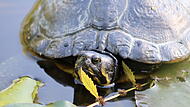 Sympathietr&auml;ger im Hainpark: Eine Schildkr&ouml;te genie&szlig;t den sonnigen September in Bamberg.