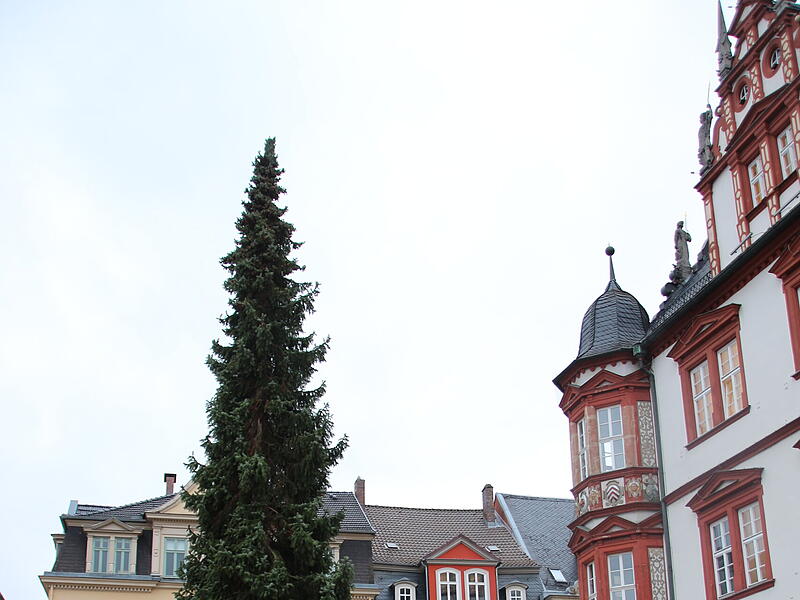 Der Coburger Weihnachtsbaum 2023 ist da