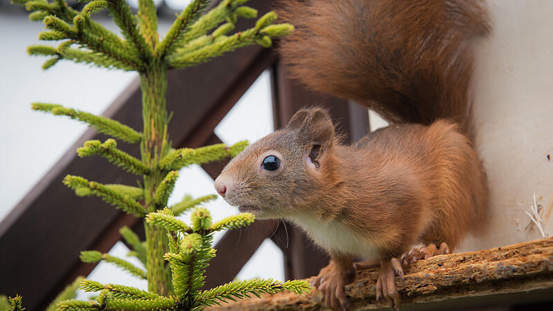 Die besten Chancen um Eichhörnchen zu sichten, hat man im Winter und beginnenden Frühling.
