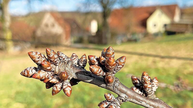 Die Knospen befinden sich nicht mehr lange in der Vegetationsruhe.