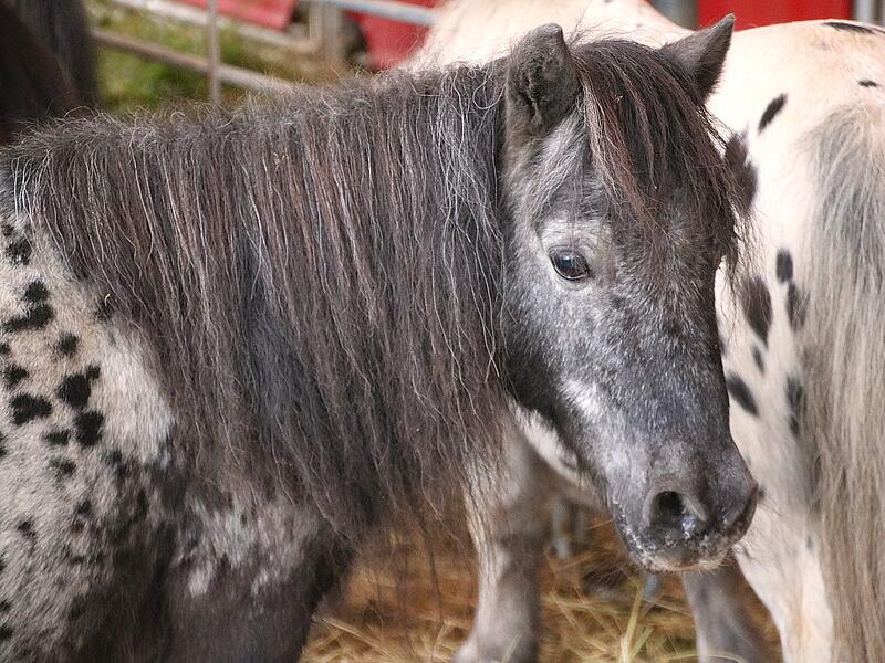 Mehrere Ponys befinden sich zusammen in einem Gehege. Mehrere Ponys befinden sich zusammen in einem Gehege.