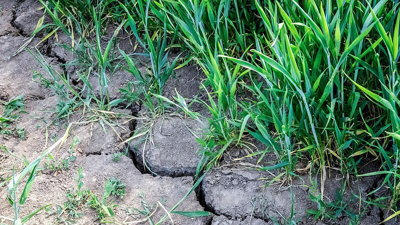 Trockenheit in der Landwirtschaft
