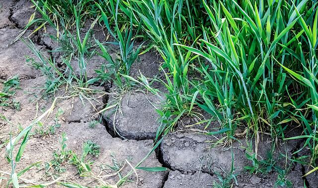 Trockenheit in der Landwirtschaft Trockenheit in der Landwirtschaft