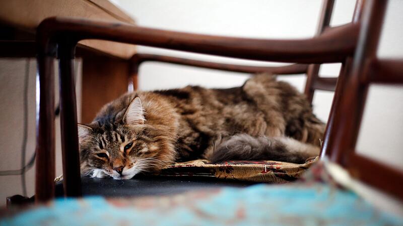 Katzen im Alter