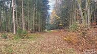 Mountainbike-Trail im Stadtwald Bad Brückenau