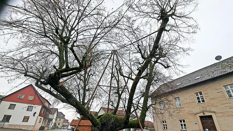 &Uuml;ber 400 Jahre alt ist die Dorflinde in Untersteinbach. Um sie vor Sch&auml;den durch St&uuml;rme zu sch&uuml;tzen, wurde eine neue St&uuml;tz-Konstruktion realisiert.