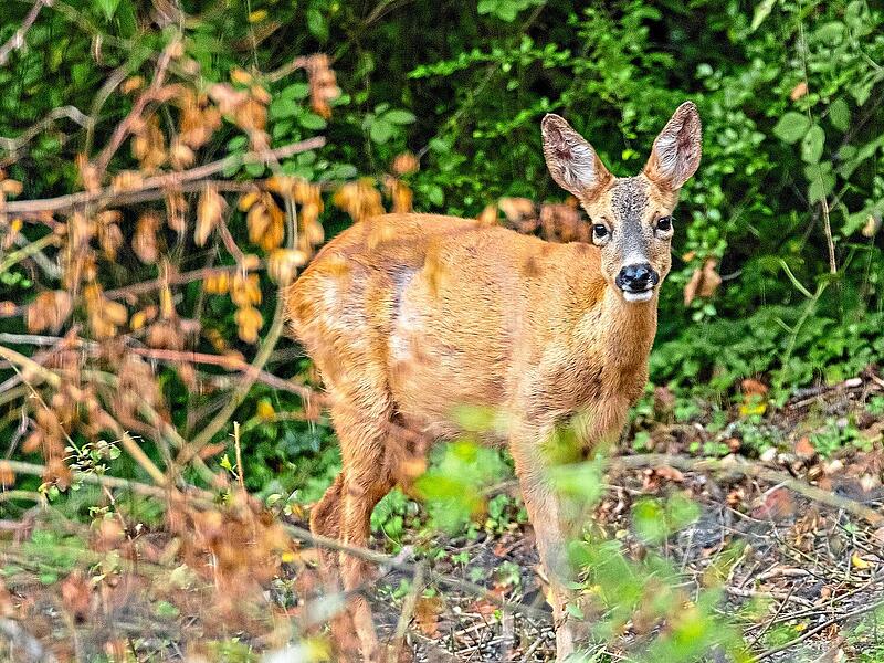 Kreisjägerschaft gegen Abschussvorgaben im Landkreis ERH Kreisjägerschaft gegen Abschussvorgaben im Landkreis ERH