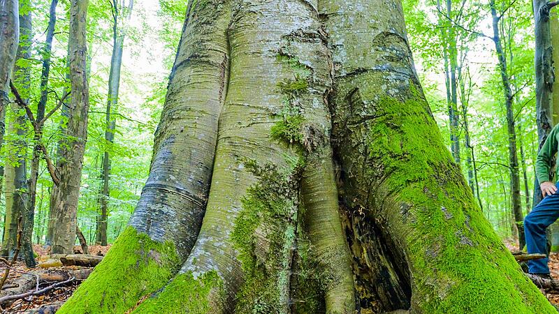 Der Streit um einen Nationalpark Steigerwald schwelt schon seit Jahren. Der Streit um einen Nationalpark Steigerwald schwelt schon seit Jahren.