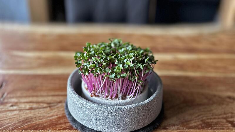 Der Pflanzstein aus Porosium bietet den Sprossen das richtige Ma&szlig; an Feuchtigkeit.