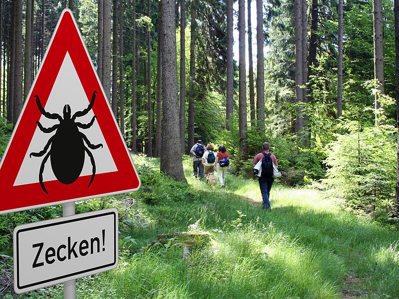 Zecken.jpeg