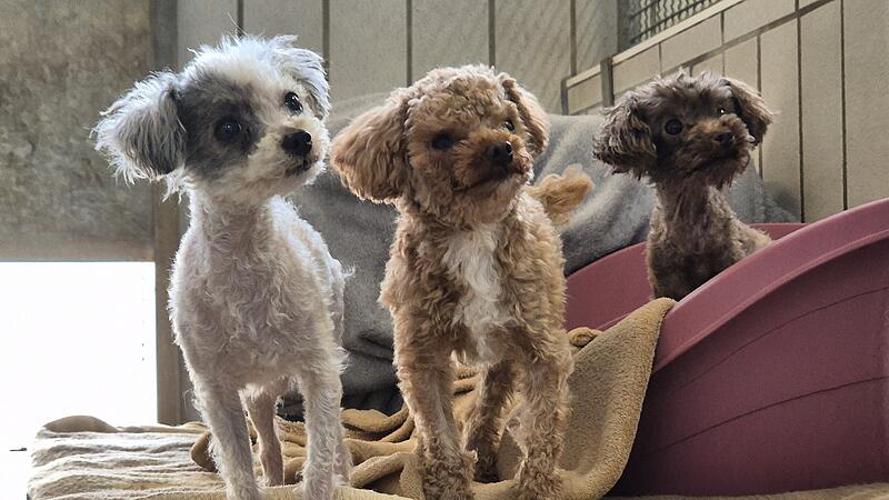 Tierheim Kronach - Animal-HoardingAnimal-Hoarding Tierheim Kronach