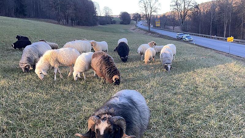 Polizisten halten Schafherde von Bundesstra&szlig;e fern