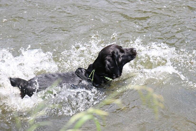 Hundebaden Hundebaden