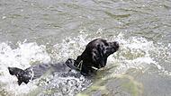 Hundebaden