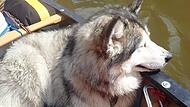 War Mara ein Schoßhund oder ein Jäger? Auch diese Frage muss das Gericht beantworten.
