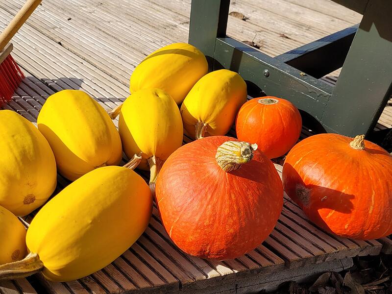 KürbisseLeserfotos Herbst KürbisseLeserfotos Herbst