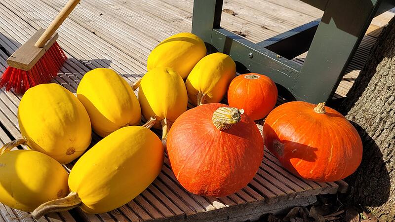 KürbisseLeserfotos Herbst KürbisseLeserfotos Herbst