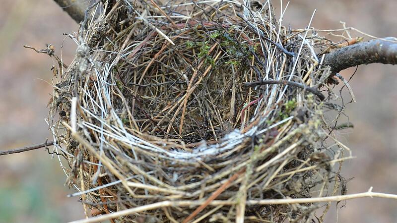 Leere Vogelnester sind eine komplexe Sache.