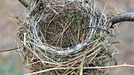 Leere Vogelnester sind eine komplexe Sache.