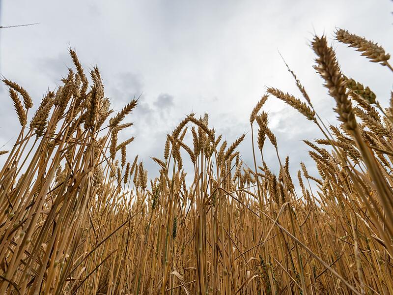 Weizenfeld