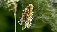 Es wird warm: Die Pollen fliegen wieder in Mengen.