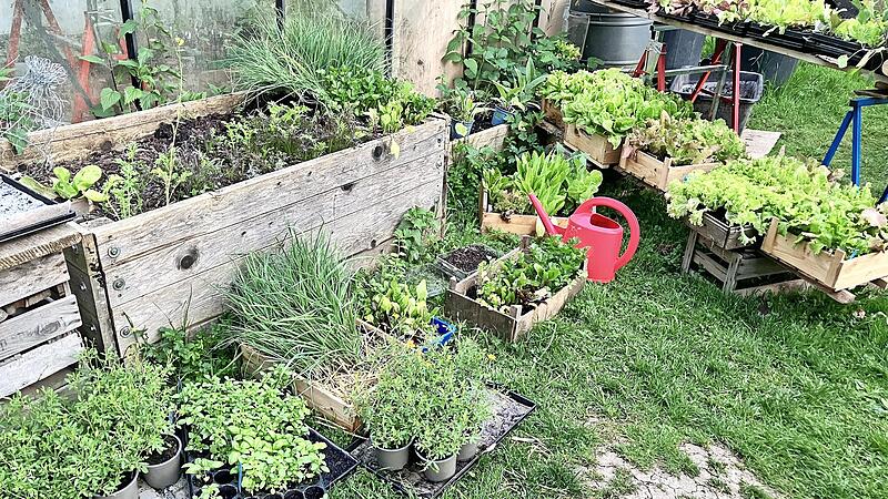 In der Seminarreihe „Nachhaltig leben“ des Kreisverbandes für Gartenbau und Landespflege Haßberge zusammen mit der Familie Fallenbacher geht es um biologischen Gemüseanbau und um den Erhalt der biologischen Vielfalt.