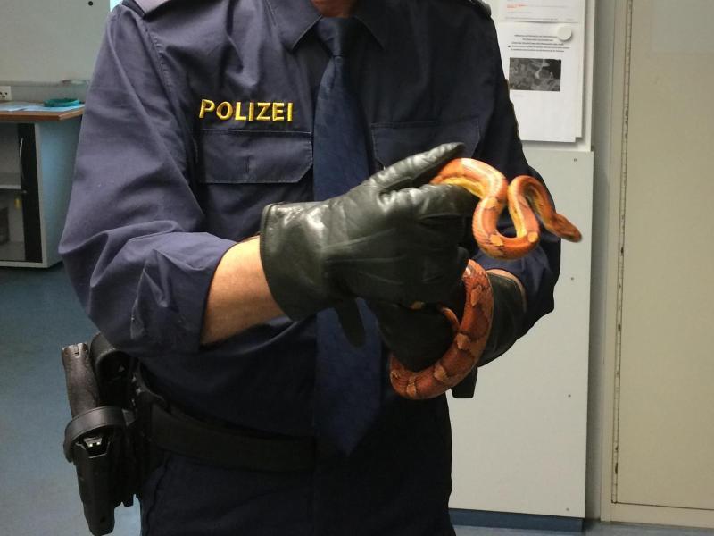 Ein Polizist h&auml;lt eine eingefangene Kornnatter in seinen H&auml;nden.