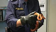 Ein Polizist hält eine eingefangene Kornnatter in seinen Händen. Ein Polizist hält eine eingefangene Kornnatter in seinen Händen.